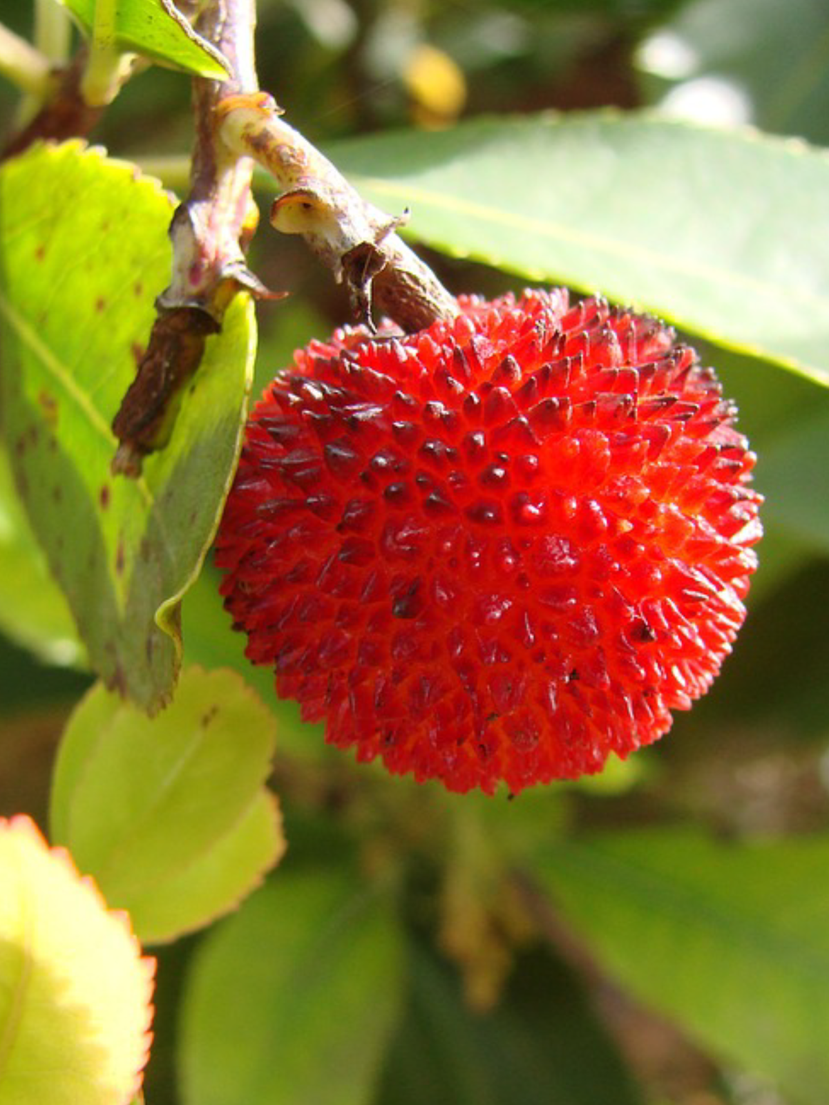 14 Exotic Fruits Millennials Looking To Be Healthy Should Introduce To Their Diet
