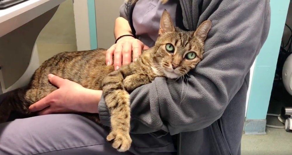 Senior Cat Regains Mobility In Her Legs to Walk Again She Can't Stop