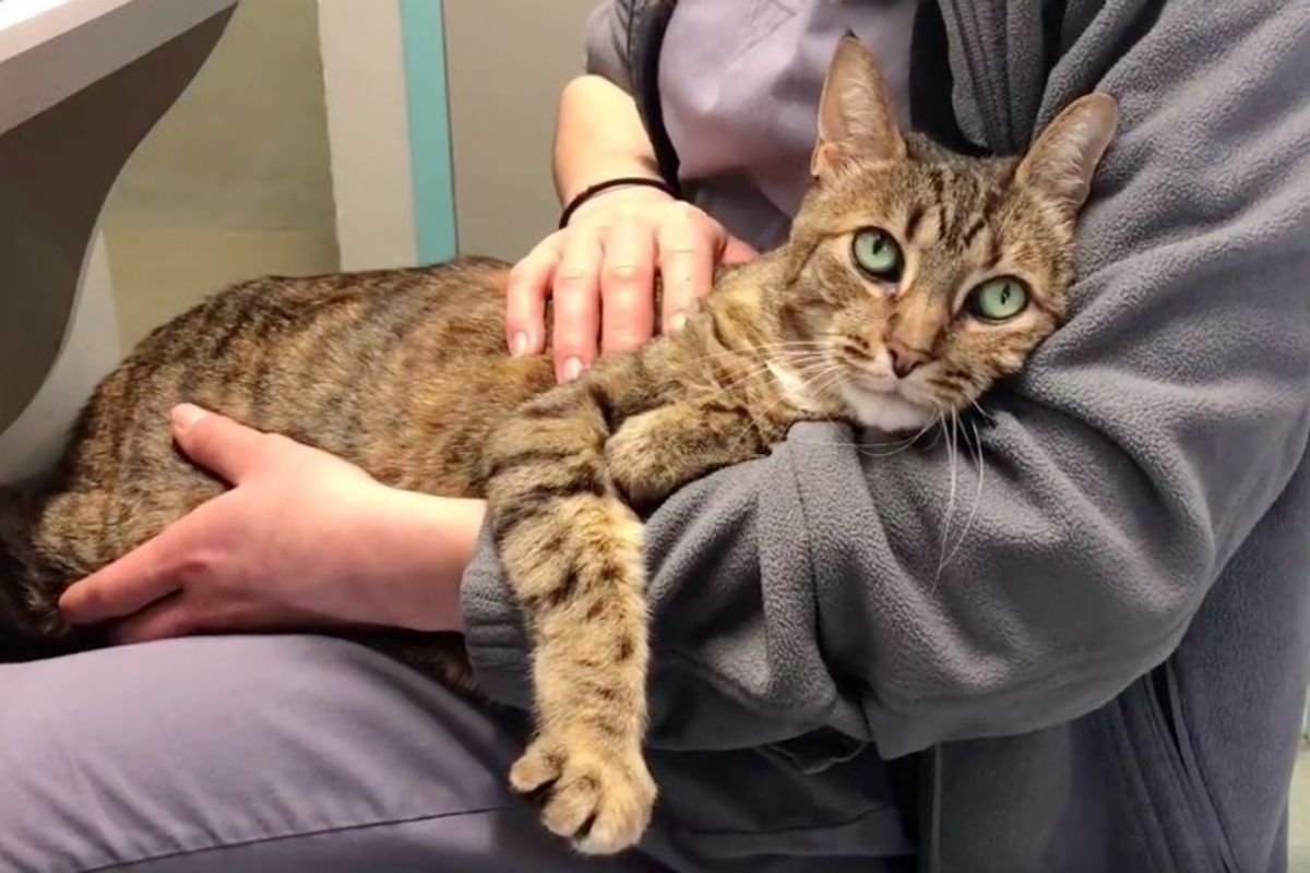 Senior Cat Regains Mobility In Her Legs to Walk Again - She Can't Stop Cuddling Her Rescuers.