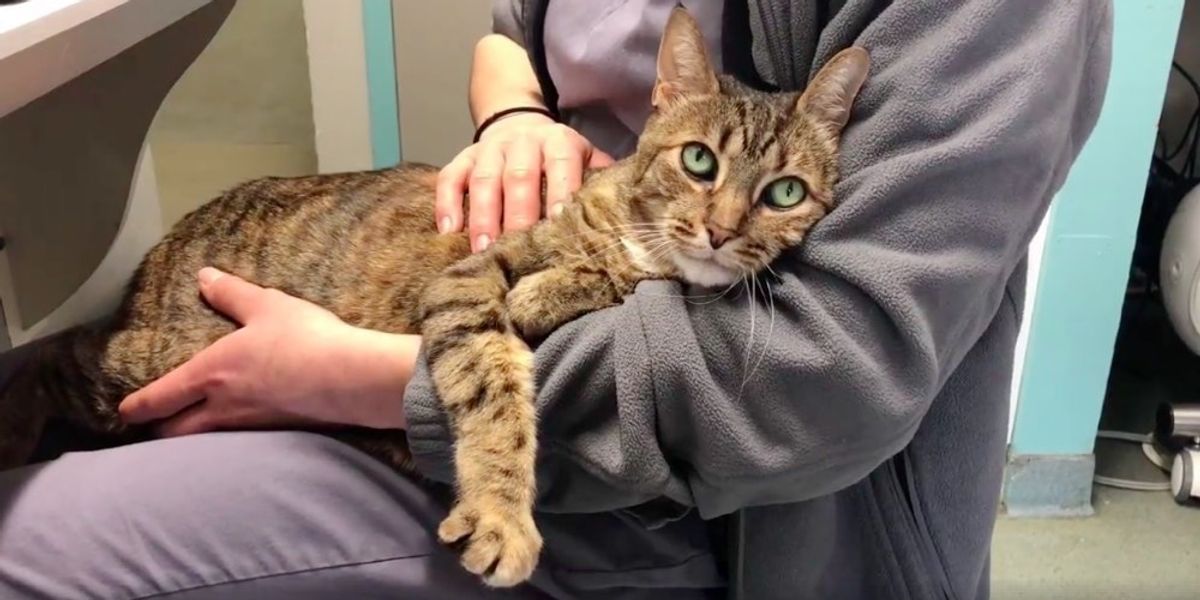 Senior Cat Regains Mobility In Her Legs to Walk Again She Can't Stop