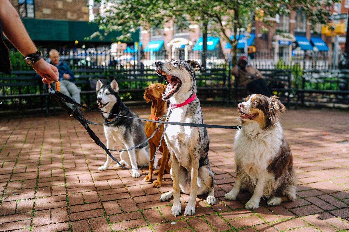 6 Dog Parks In Orlando Good For Starting A Leash-Free Relationship