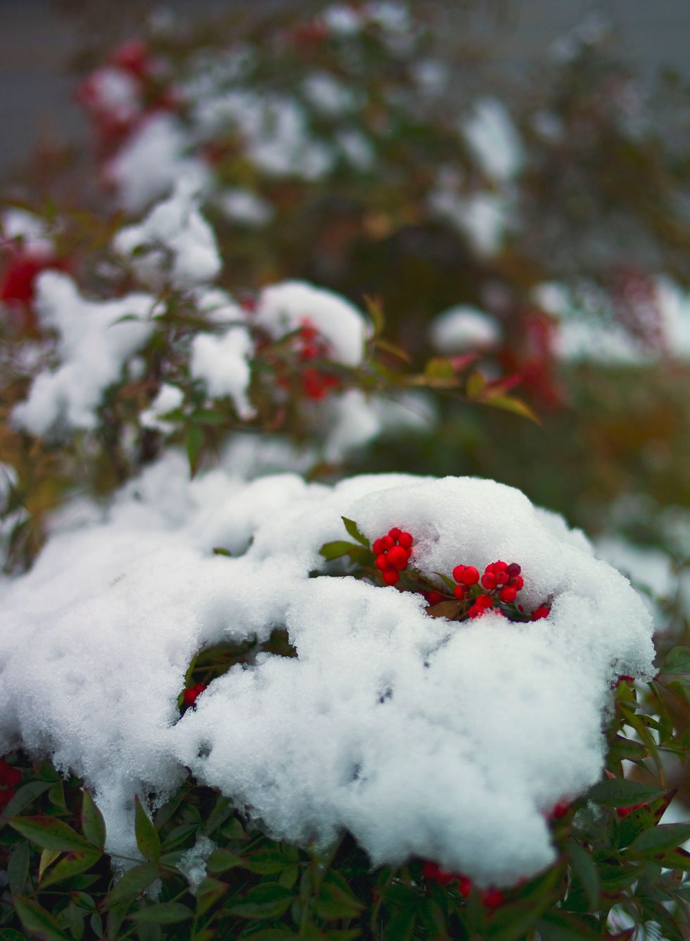 Just 8 photos that prove that a Southern white Christmas is possible
