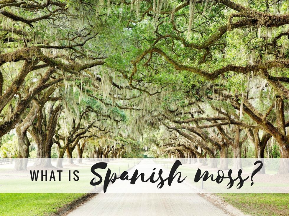 The mystery of Spanish moss: How and where does it grow?