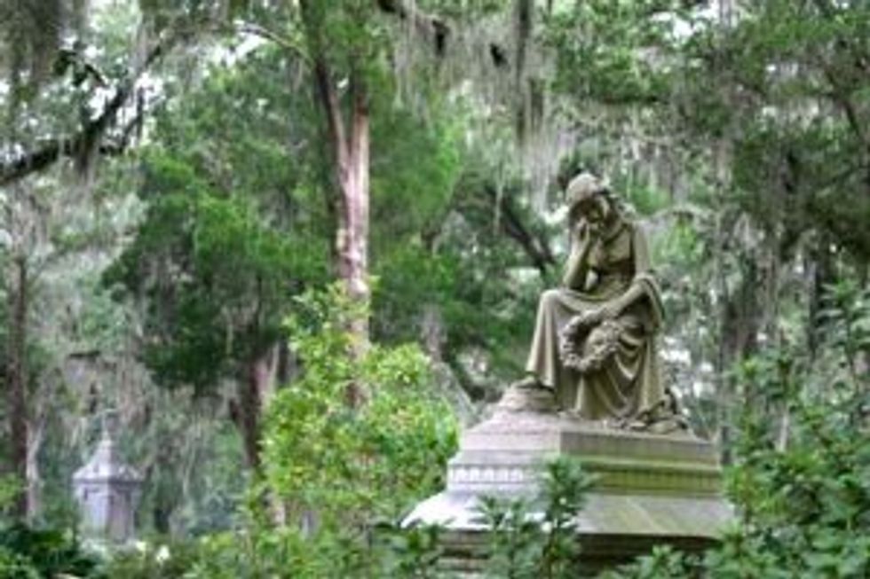 the-mystery-of-spanish-moss-how-and-where-does-it-grow-it-s-a