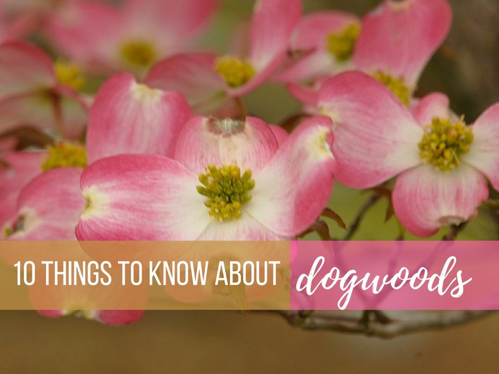 10 things to know about dogwoods