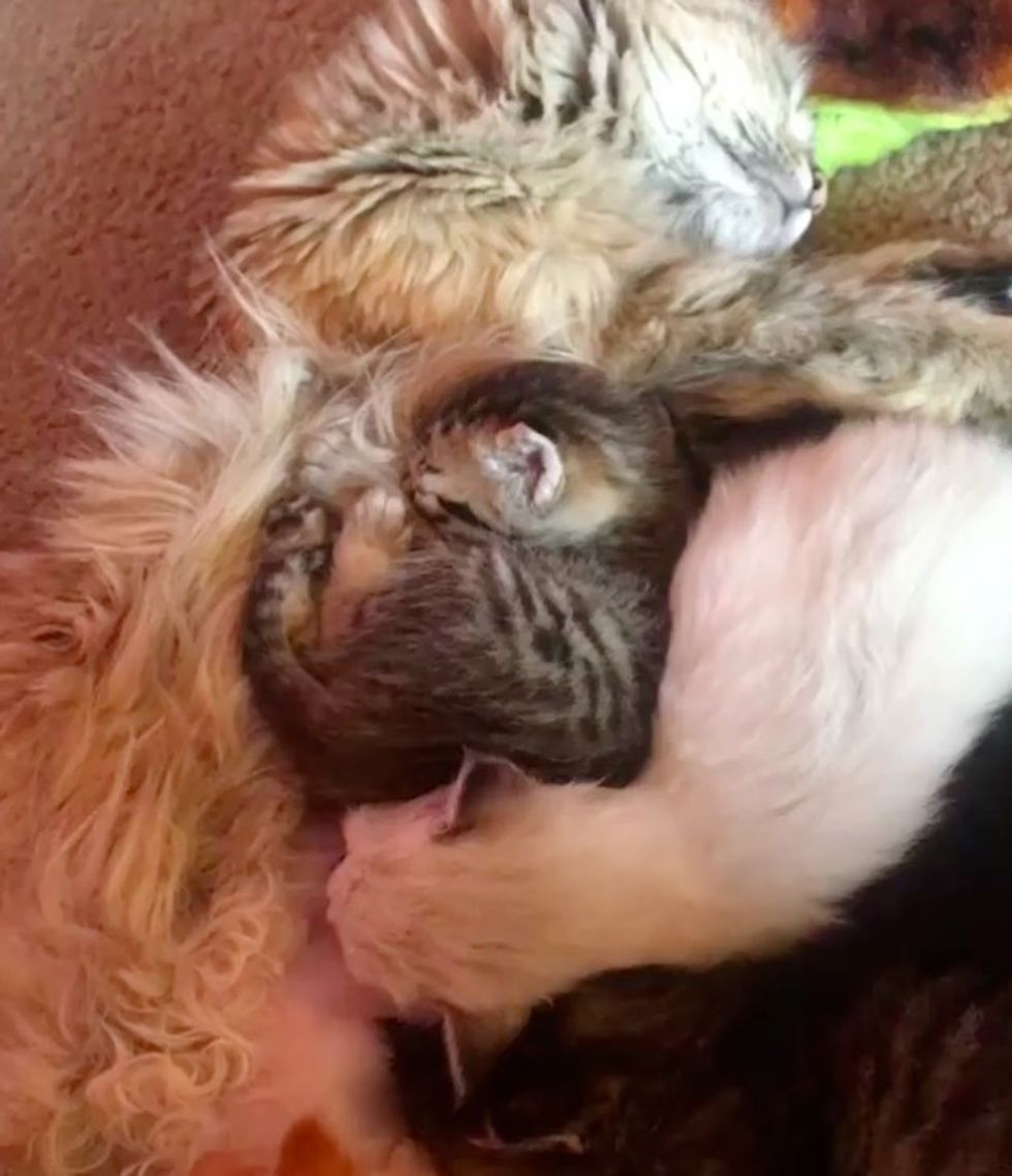 10-year-old Boy Calms Crying Abandoned Kitten and Finds Her a New Cat ...