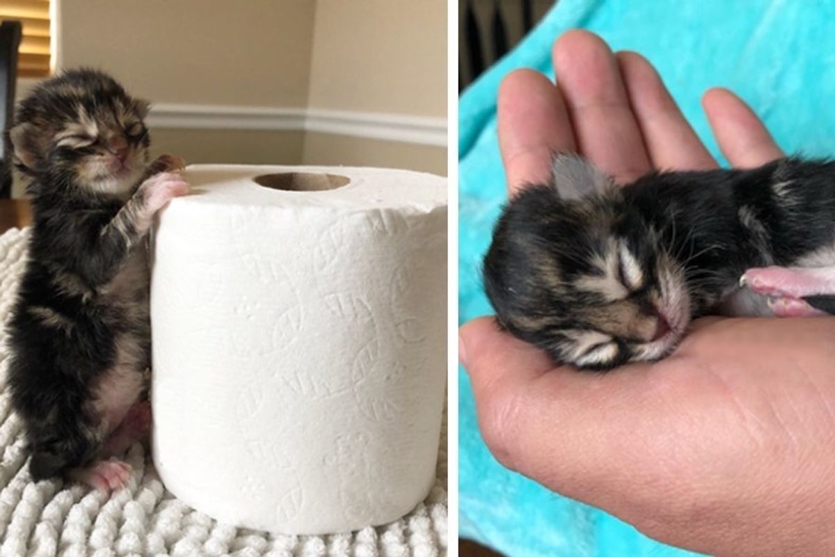 Kitten Found Ice Cold in a Bush With Her Siblings, is Brought Back From the Brink.