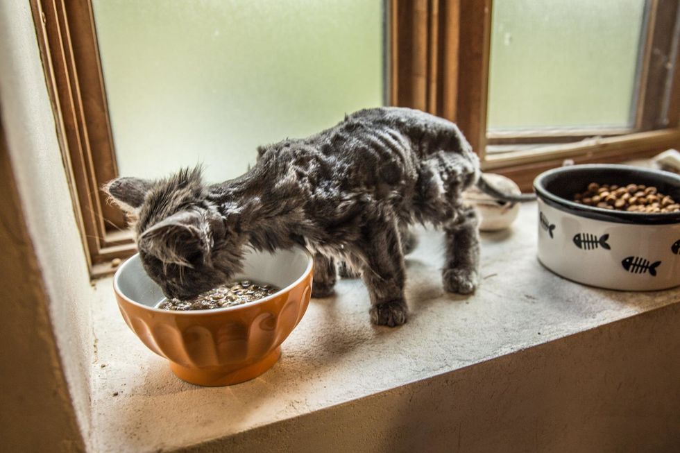 Scraggly Cat Found By The Road Comes Running When A Man Stopped For Her 