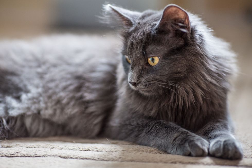 Scraggly Cat Found by the Road Comes Running When a Man Stopped for Her ...