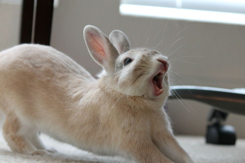 7 Tell Tale Signs You Are A Bunny Owner