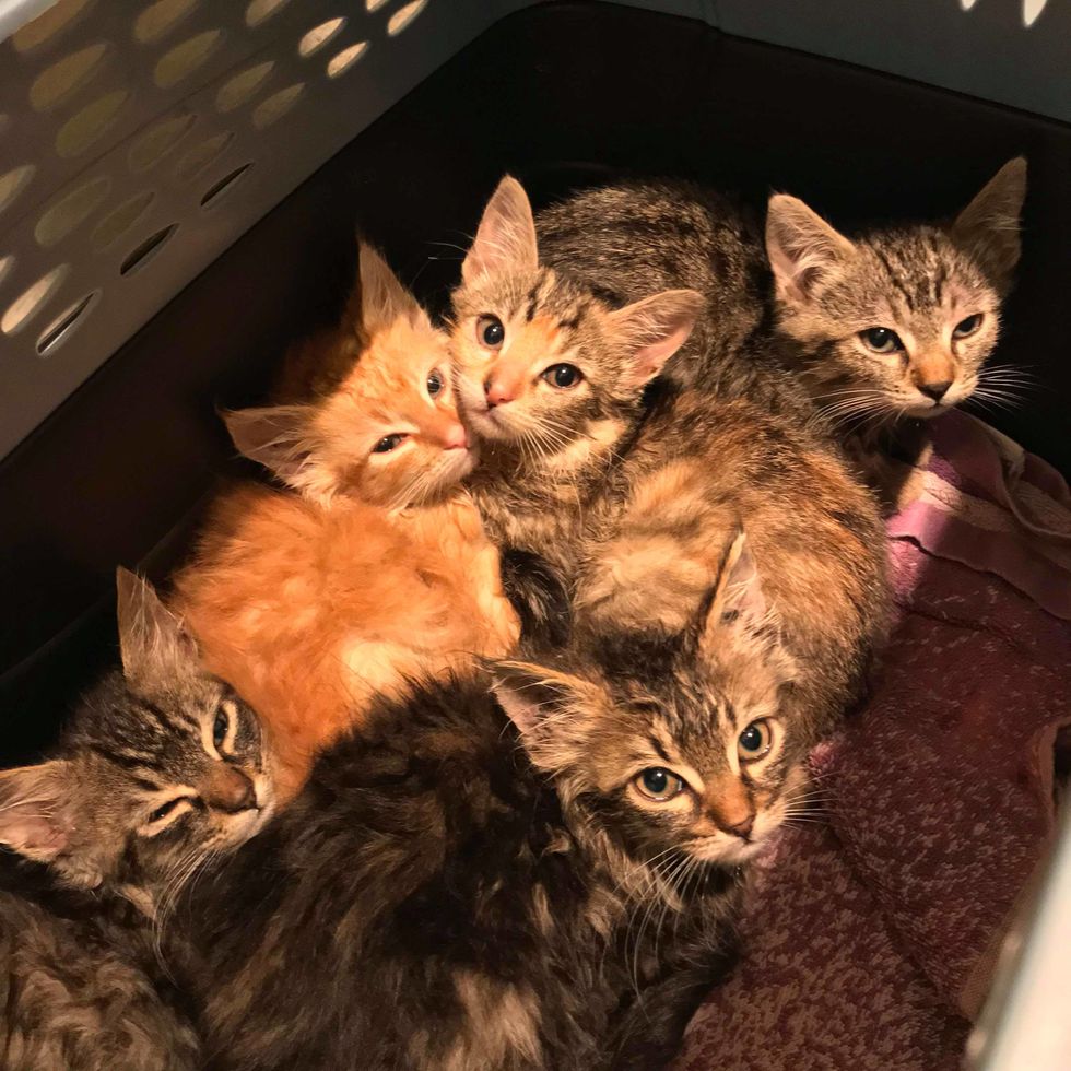 Feral Kittens Huddled Up In Fear Until They Discovered Cuddles - They 