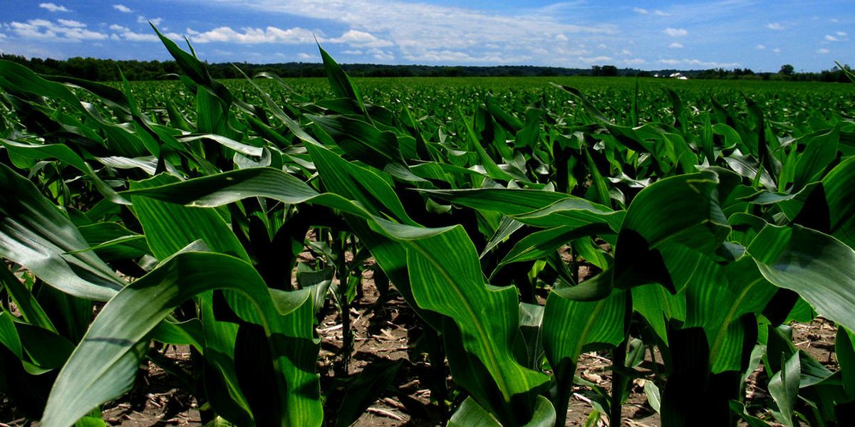 Glyphosate linked to shorter pregnancies in Indiana women