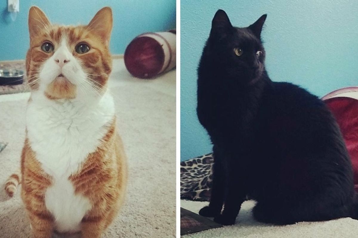 Couple Travels Across Border to Give 2 Bonded Senior Cats a Home After the Kitties Have Been Waiting for Nearly a Year.