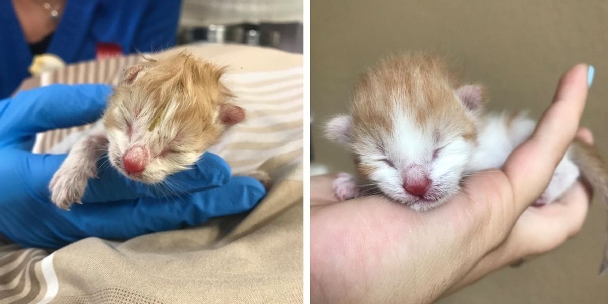 Kitten Just Hours Old Found in a Shoe Box on the Road, is Brought Back