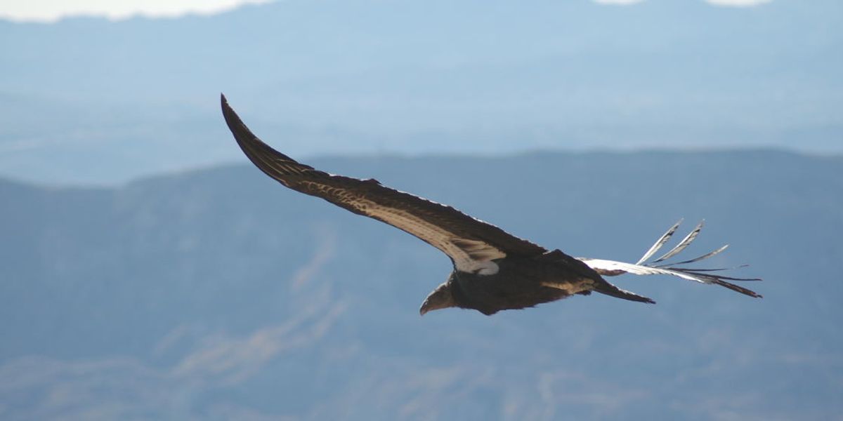 Commentary: Lawmakers want the EPA to ignore impacts of pesticides on endangered species