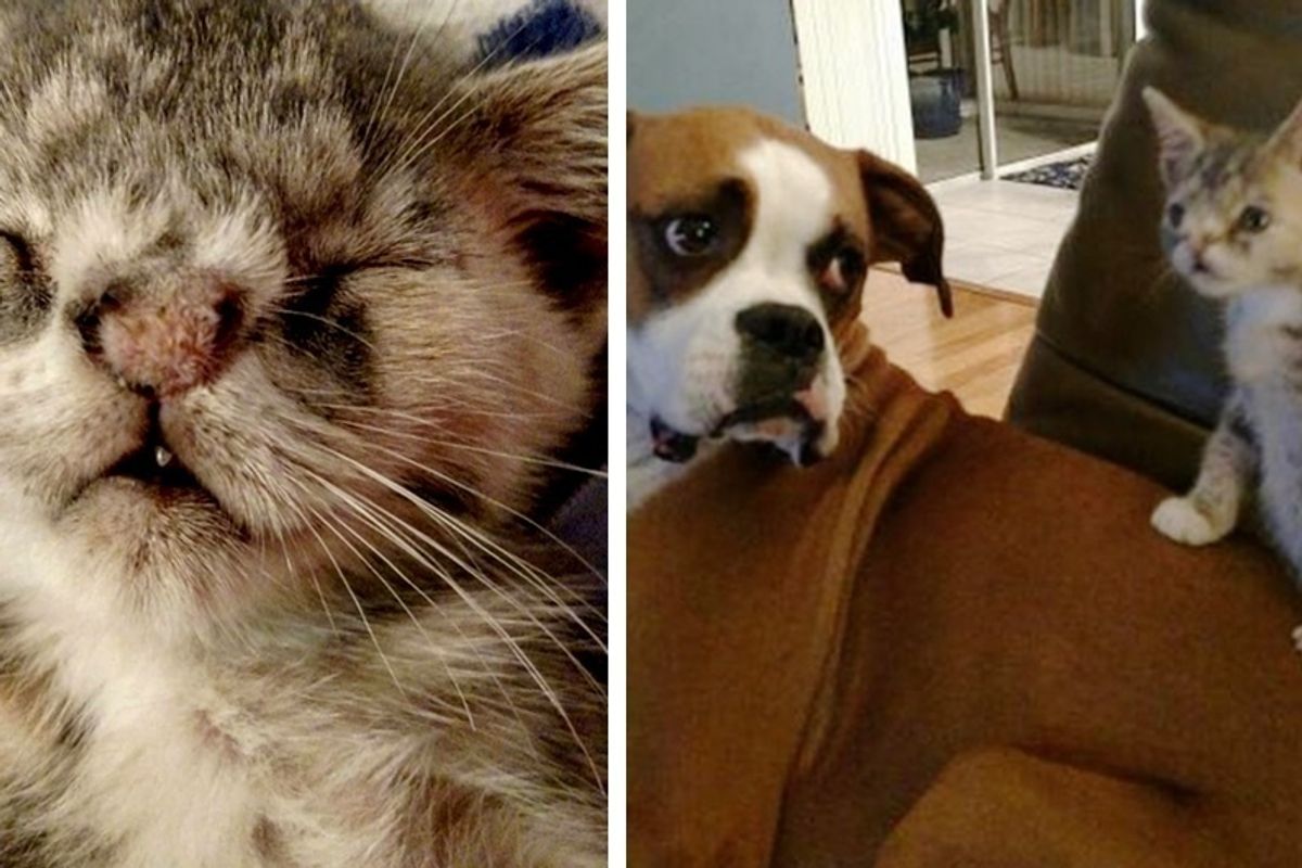 Kitten with Fuzzy Nose, Crooked Teeth Showed up on Doorstep, Finds Dog Sister to Love.
