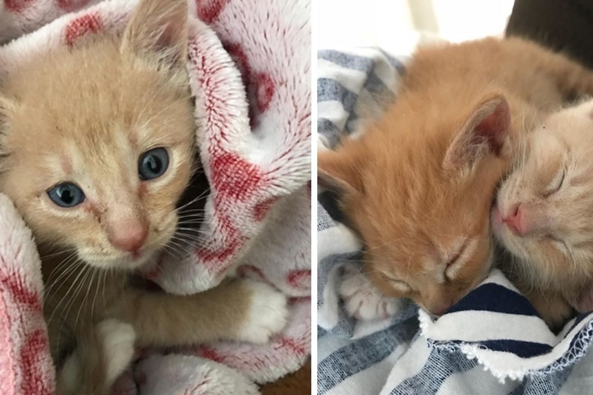 Kitten Found in a Backyard Never Purred Until He Met Another Kitty Saved From the Trash.