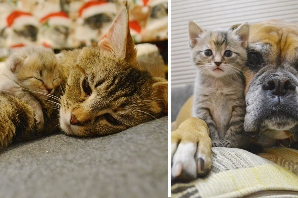 Cat Mom Gets a Helping Paw from Kitten-loving Dog to Raise Her Babies.