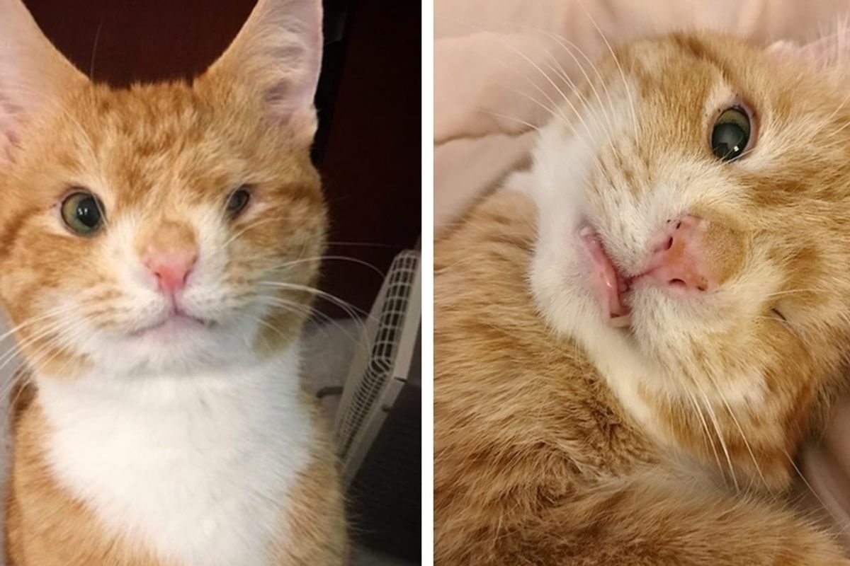 Cat with a Permanent Wink Runs Up to Woman at Shelter and Won't Leave Her Side.