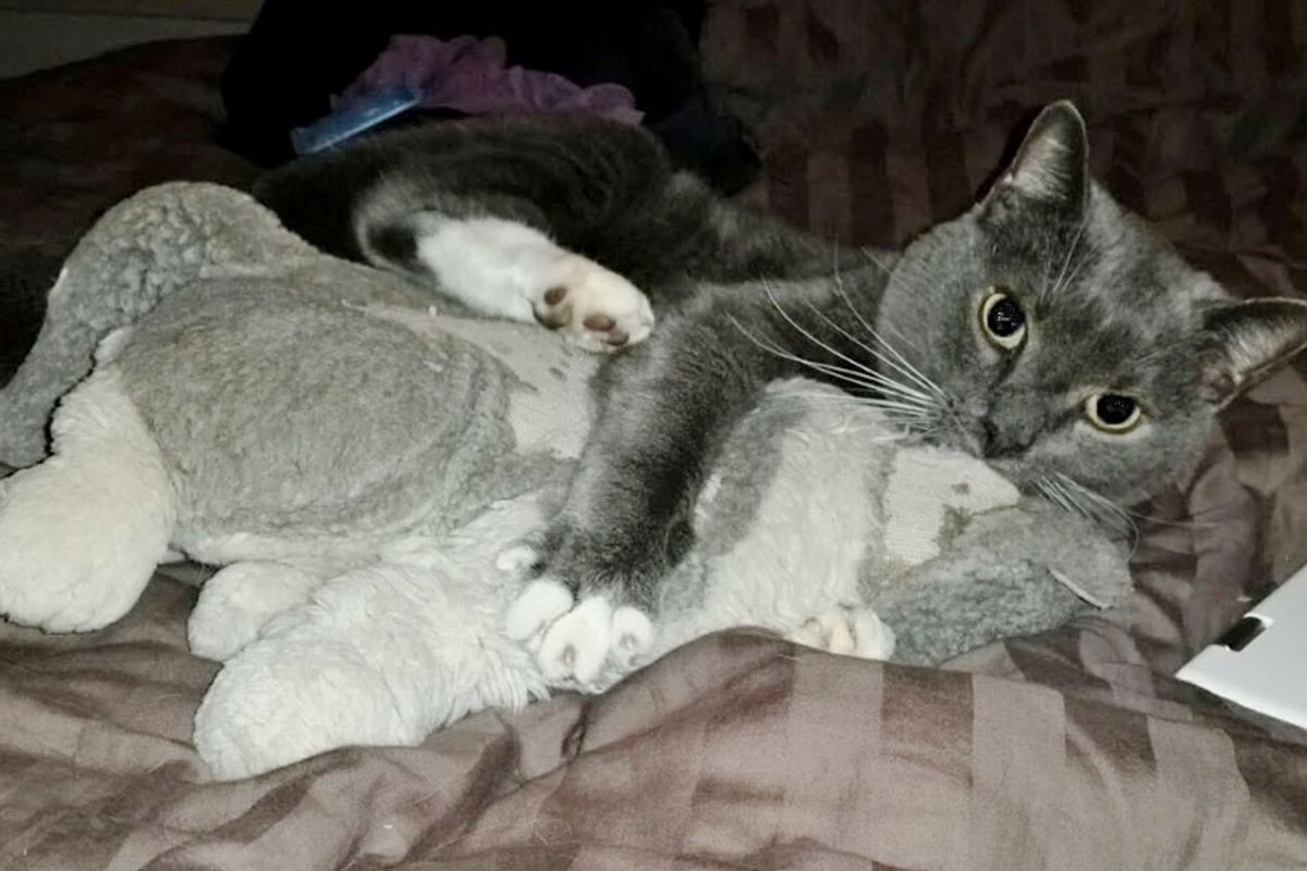 Senior Cat Clings to His Stuffed Animal After Loss of His Owner.