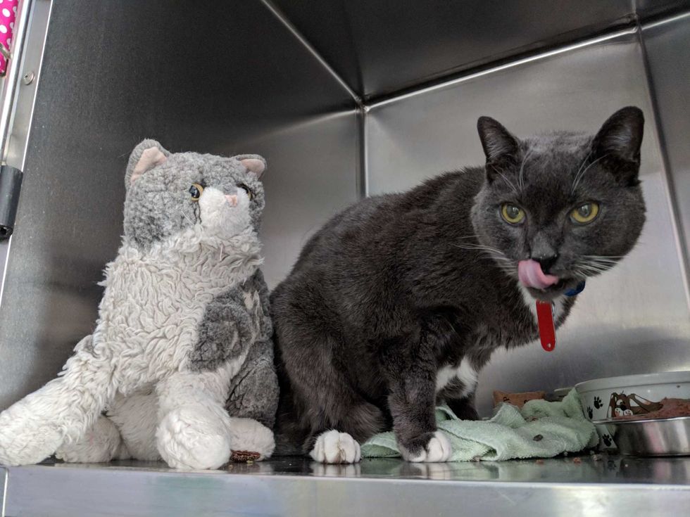 Senior Cat Clings to His Stuffed Animal After Loss of His Owner. - Love Meow