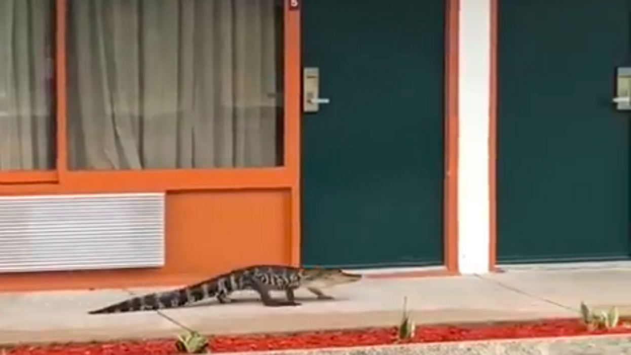 Alligator gets kicked out of Florida hotel