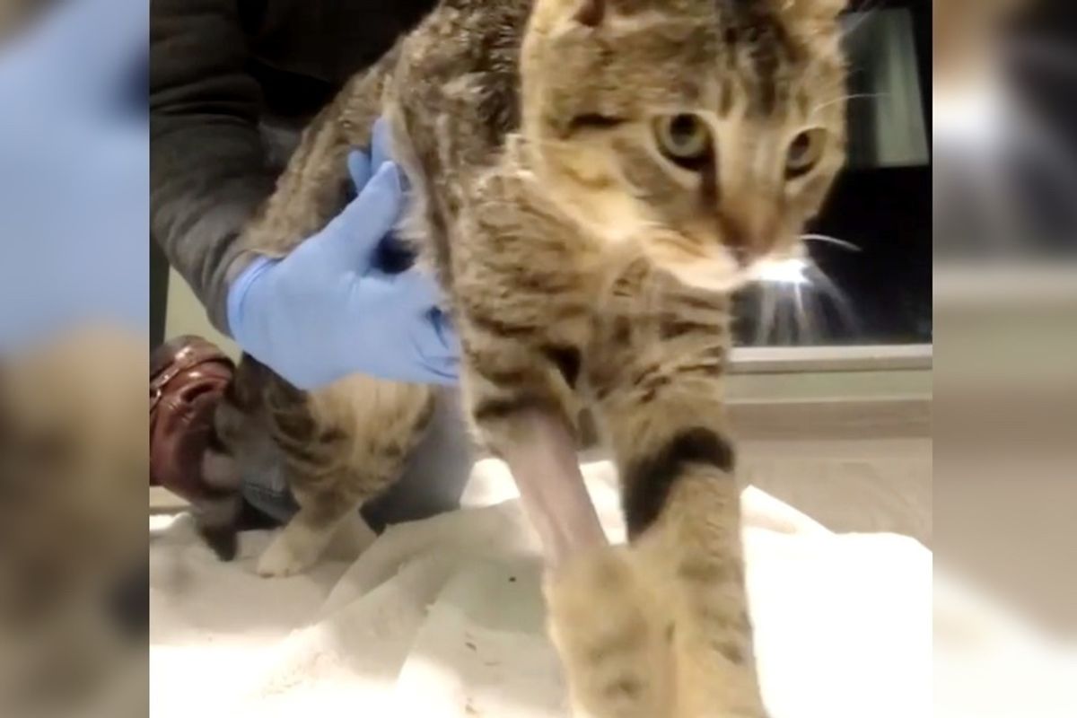 Cat Who Was Not Expected to Walk Again, Won't Stop Trying.