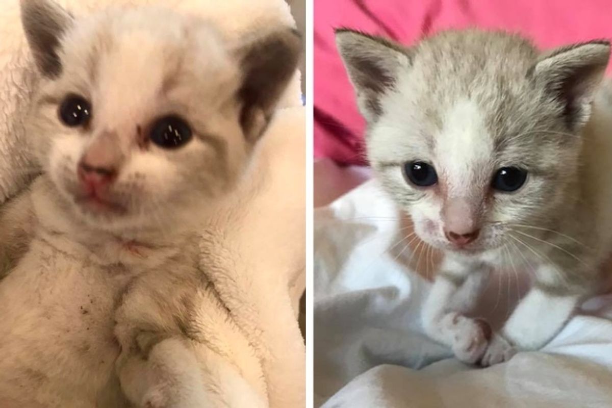 Woman Finds Crying Kitten Trapped Under Mobile Home and Saves His Life.