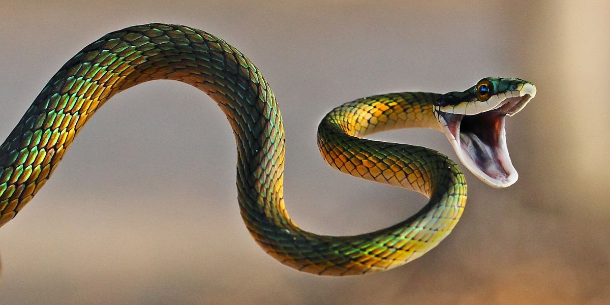 Snakes in Alabama