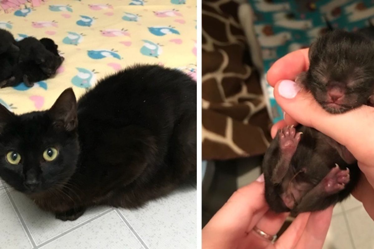 Stray Cat Rescued from the Woods, Finds Safe Home for Her Kittens - 5 Mini-mes.