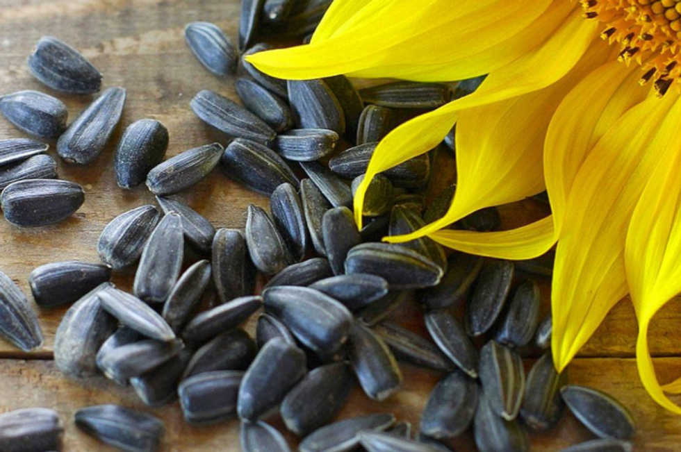 Why black oil sunflower seeds should be in your birdfeeder