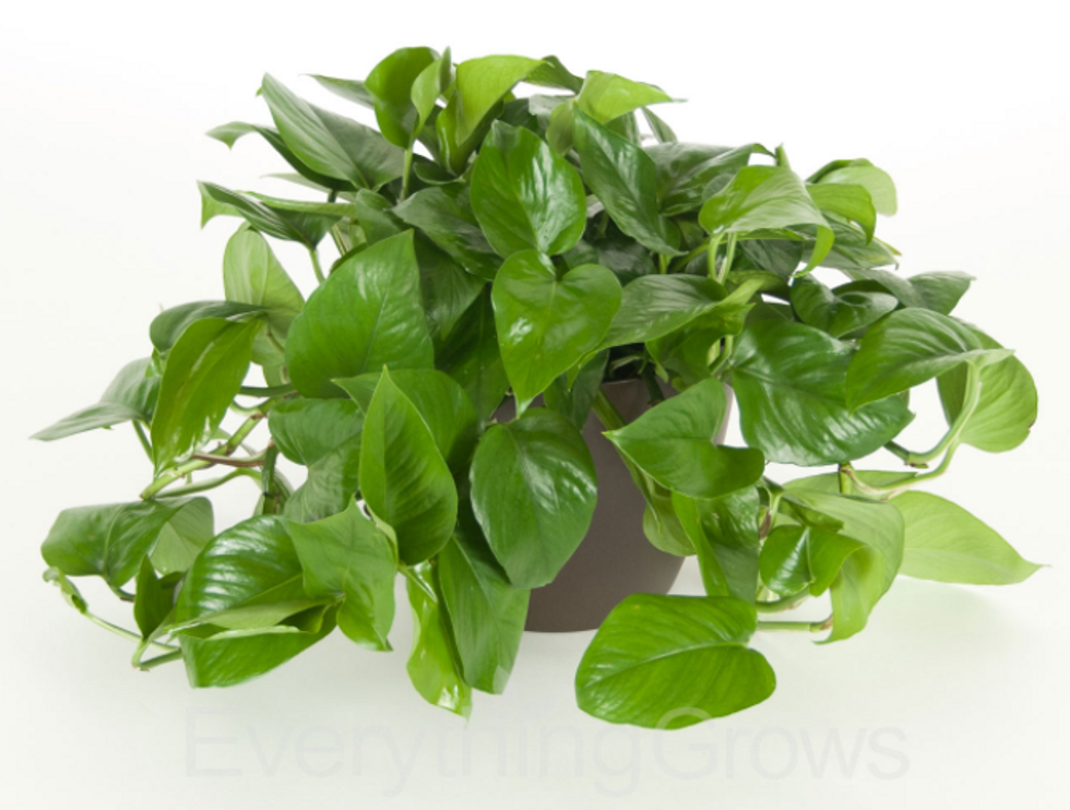 Pothos: The ultimate plant for newbies and busy bees