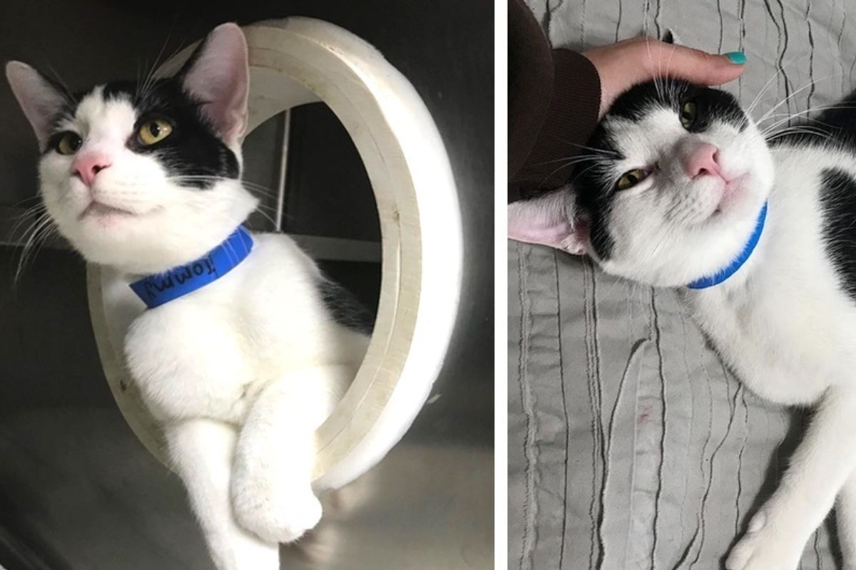 Kitten with Enlarged Heart, Expected to Live 5 Years, Finds Someone He Loves.