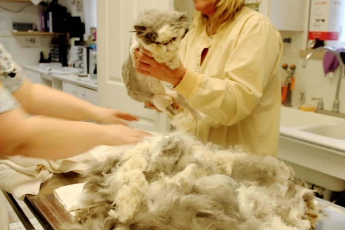Cat Rescued from Harsh Condition, Gets Half Pound of Matted Fur Removed and New Makeover.