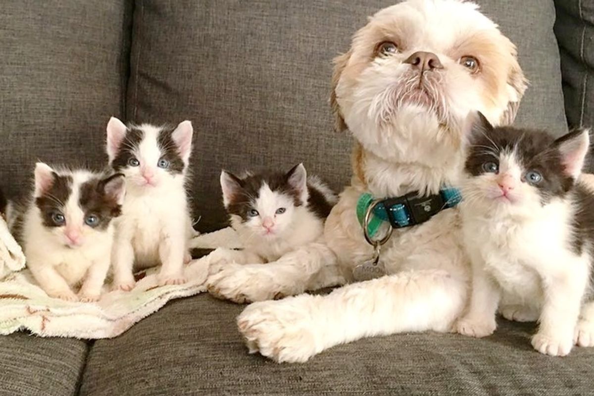Dog Helps Raise Over 70 Foster Kittens After He Fell in Love with a 3-legged Cat.