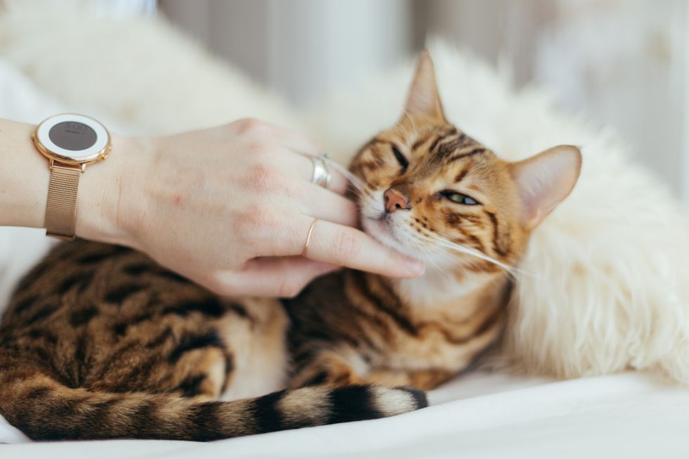The Best Hypoallergenic Cat Breeds