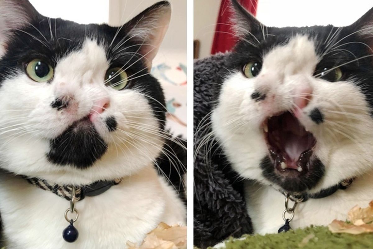 Woman Saves a 2-Nosed Cat While Other Shelters Turn Him Down