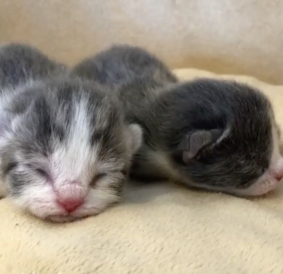 Deaf Cat Mom Gets Help for Her Surviving Kittens and Can't Stop Purring ...