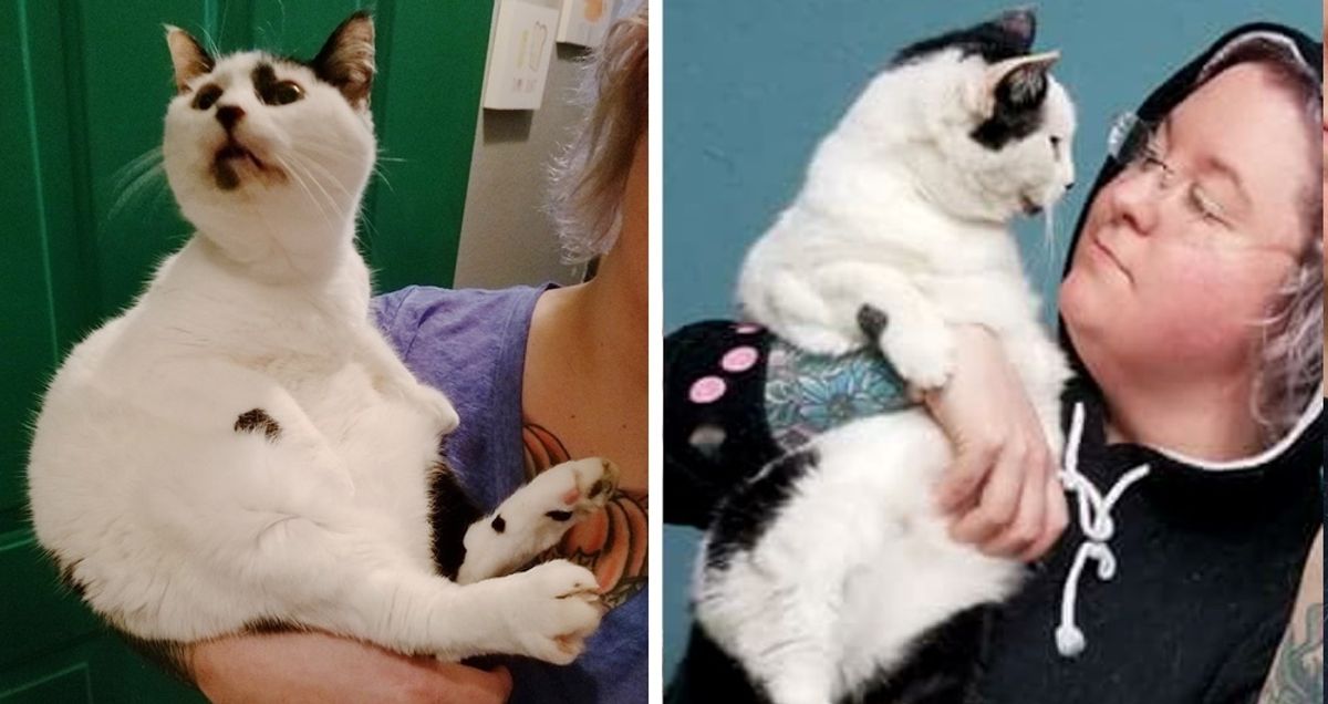 15-Year-Old Cat Cries Until She's Held by Her Rescuer, and Won't Let Go.