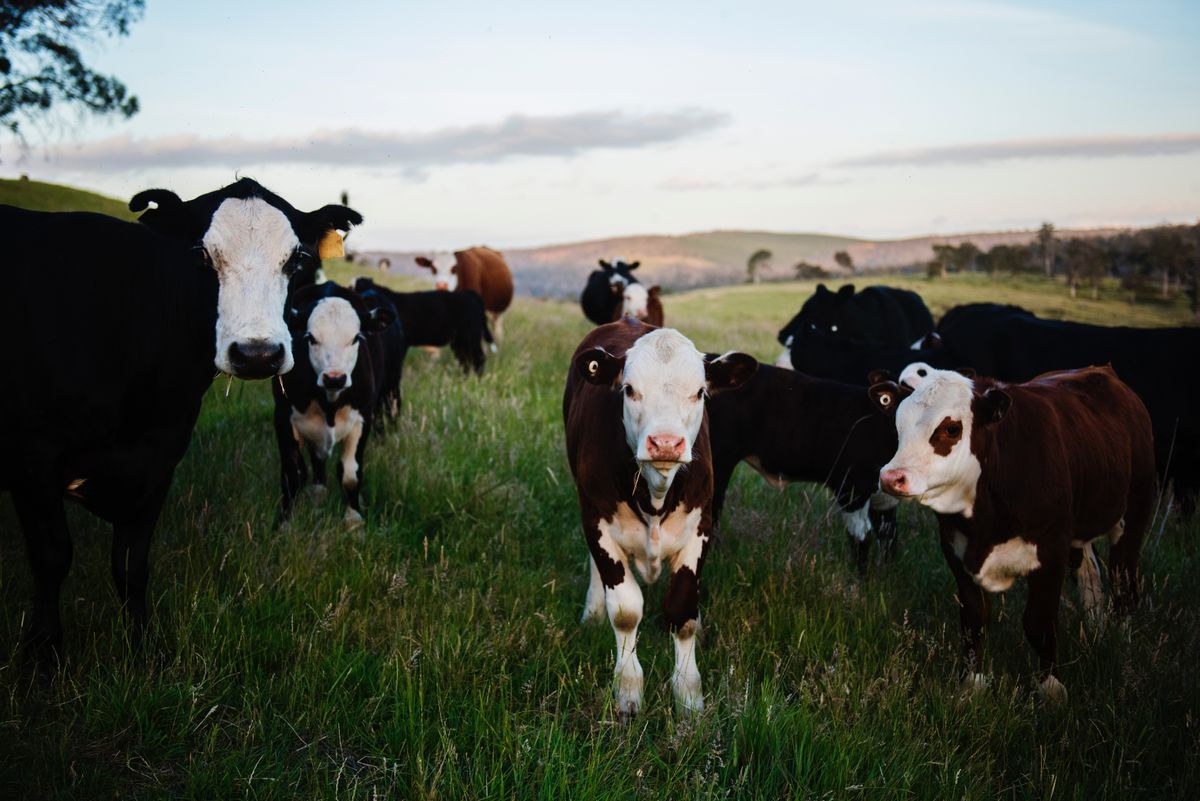 Why College Students are Basically Cows
