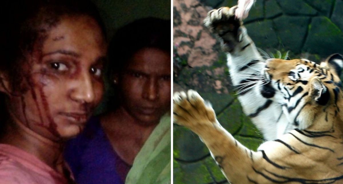 Indian Woman Hits Tiger With Stick & Takes a Selfie After