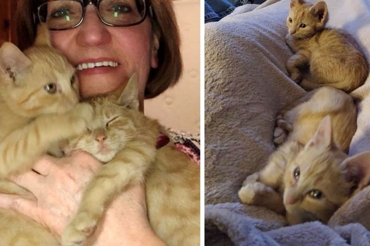 2 Ginger Kittens Rescued From Heartbreaking Situation, Find Someone They Love.