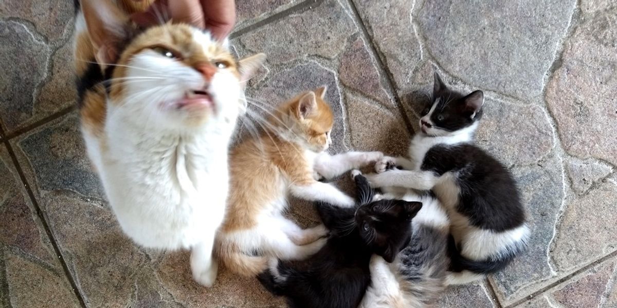 Stray Cat Mom Brings Her Kittens to Man that She Befriended, for Help