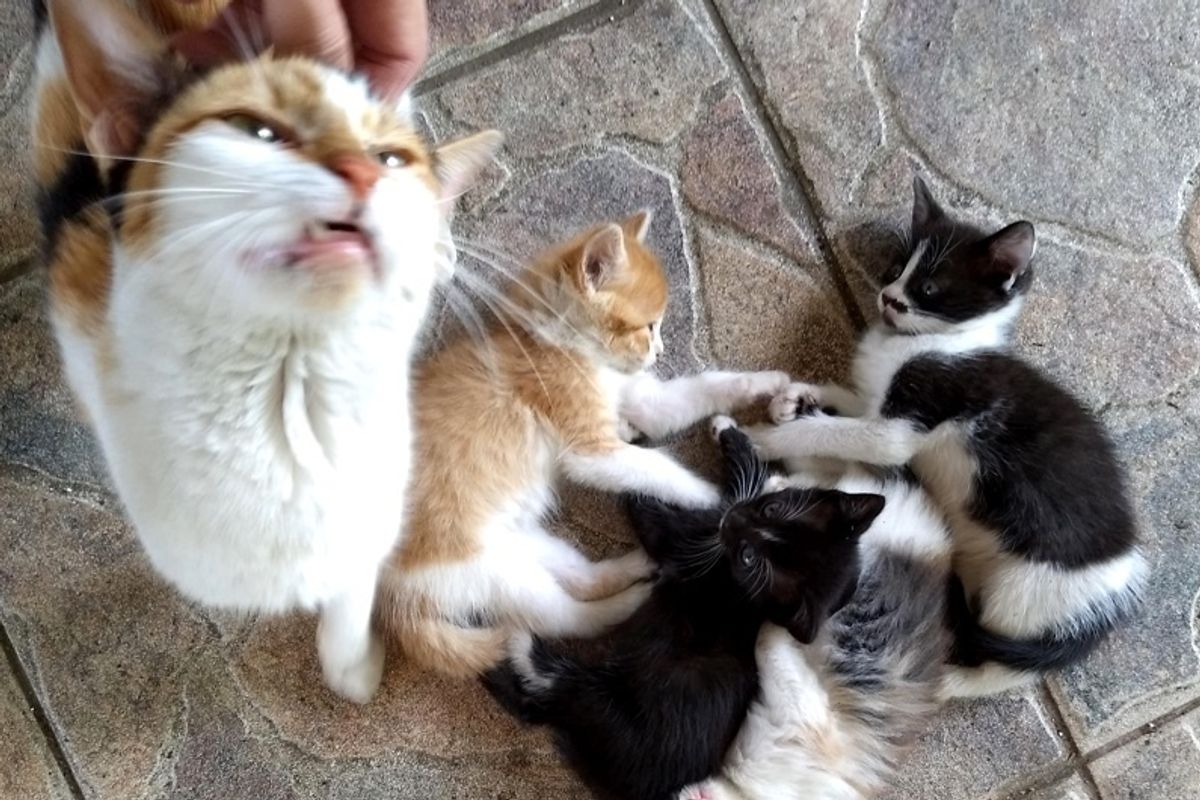 Stray Cat Mom Brings Her Kittens to Man that She Befriended, for Help.