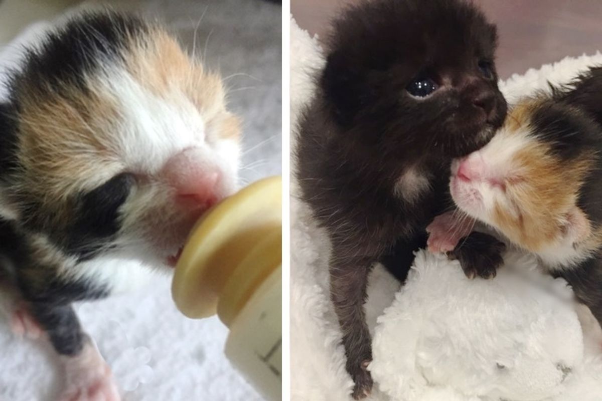 Motherless Calico Kitten Brings Comfort to Two Crying Orphaned Brothers.