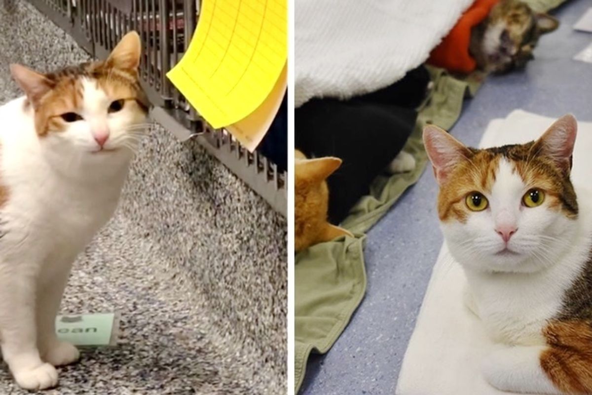 Wobbly Cat Comforts Rescued Animals That Come Through Shelter, and Keeps Them Company.