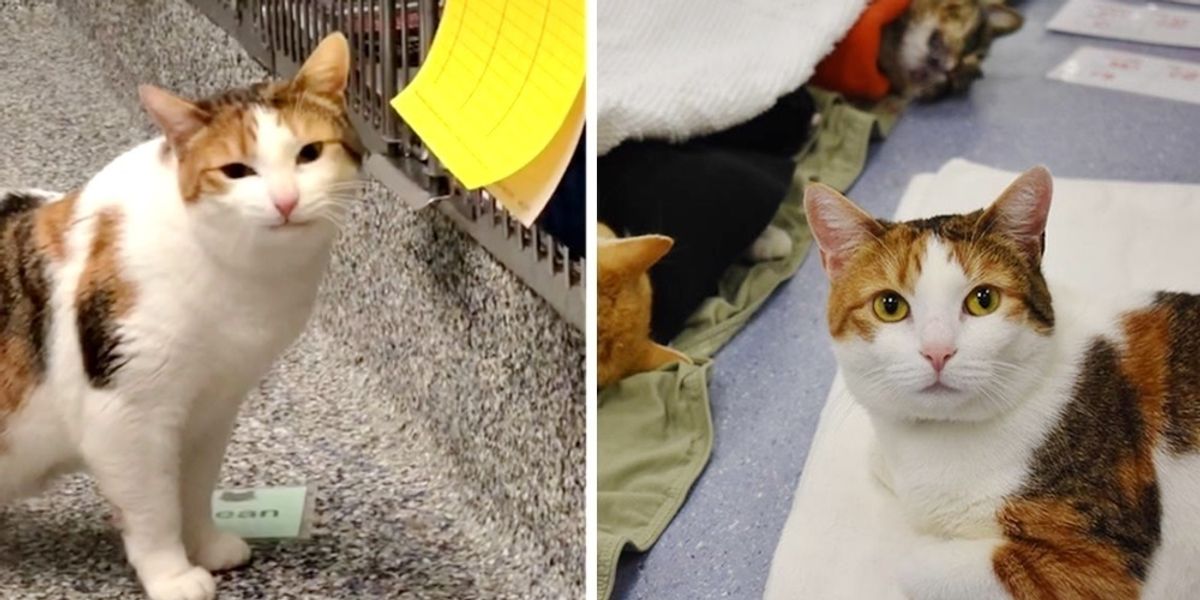 Wobbly Cat Comforts Rescued Animals That Come Through Shelter, and