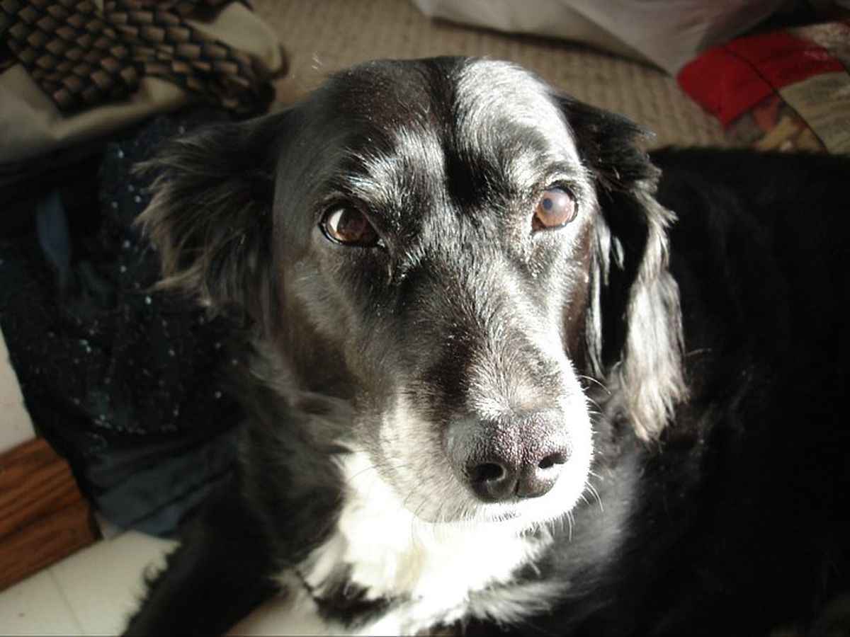 5 Reasons Dogs Are A Blessing In Life