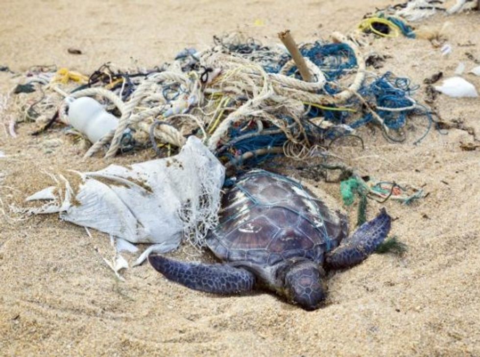 Humans, Stop Driving Our Sea Turtles Towards Extinction