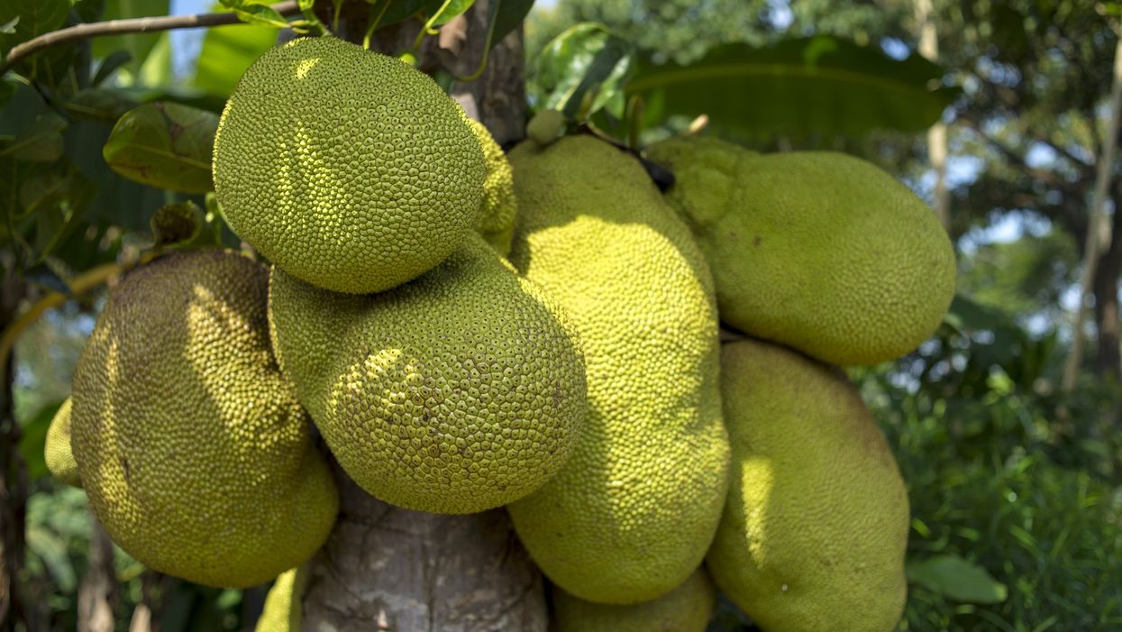 These Texas restaurants are replacing pulled pork with jackfruit (Yes, you read that right)